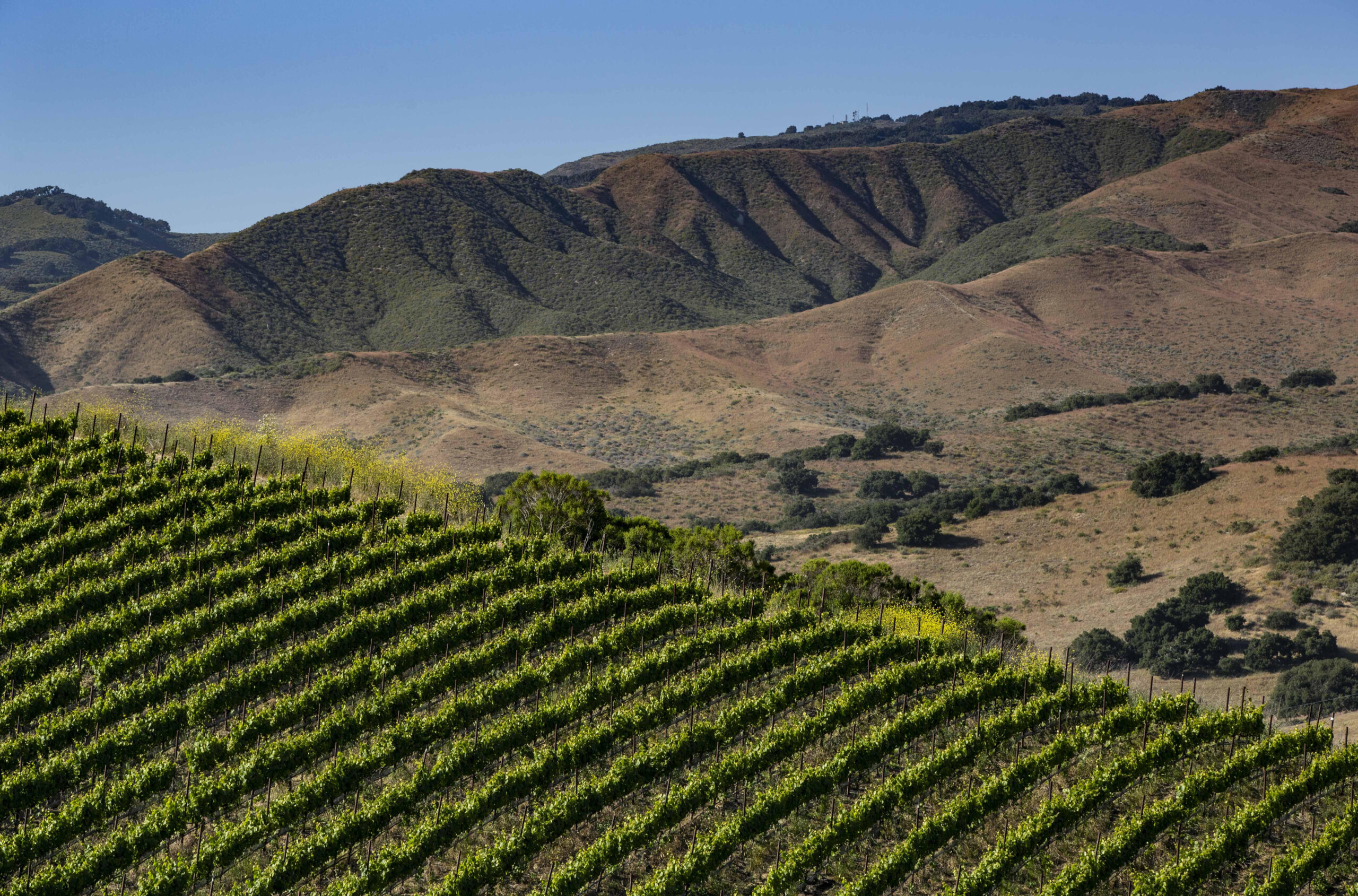 Rows of Drum Canyon Vineyard vines rising into the Sta. Rita Hills