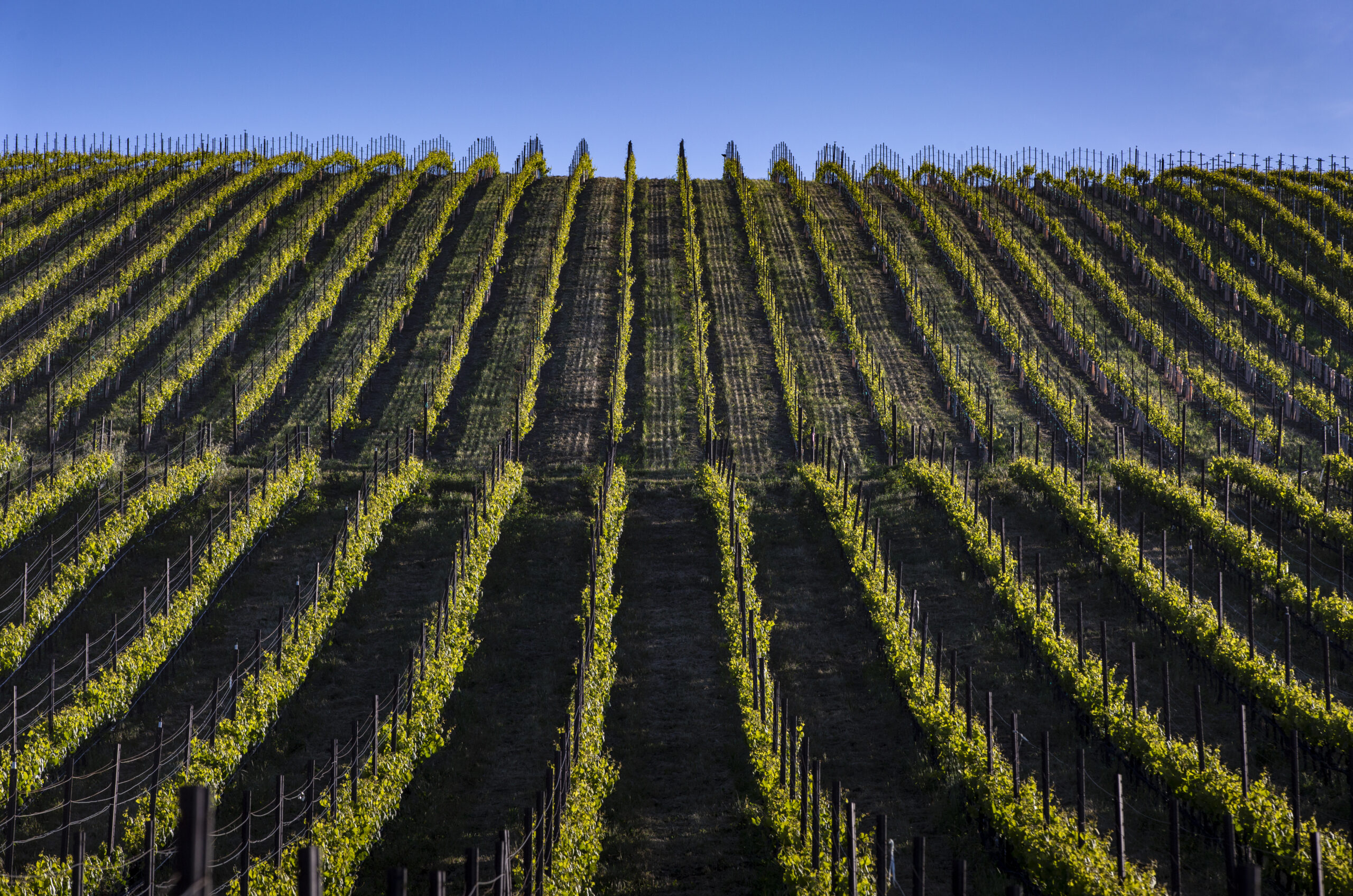 Sunlit vineyard rows at Drum Canyon